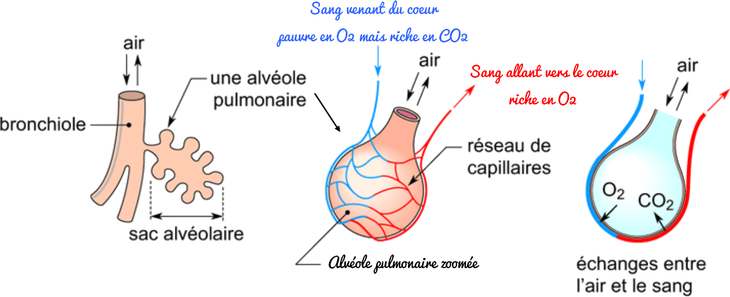Schéma Des échanges Gazeux Au Niveau Des Alvéoles Pulmonaires Séquence 4 : Respiration – César Sciences