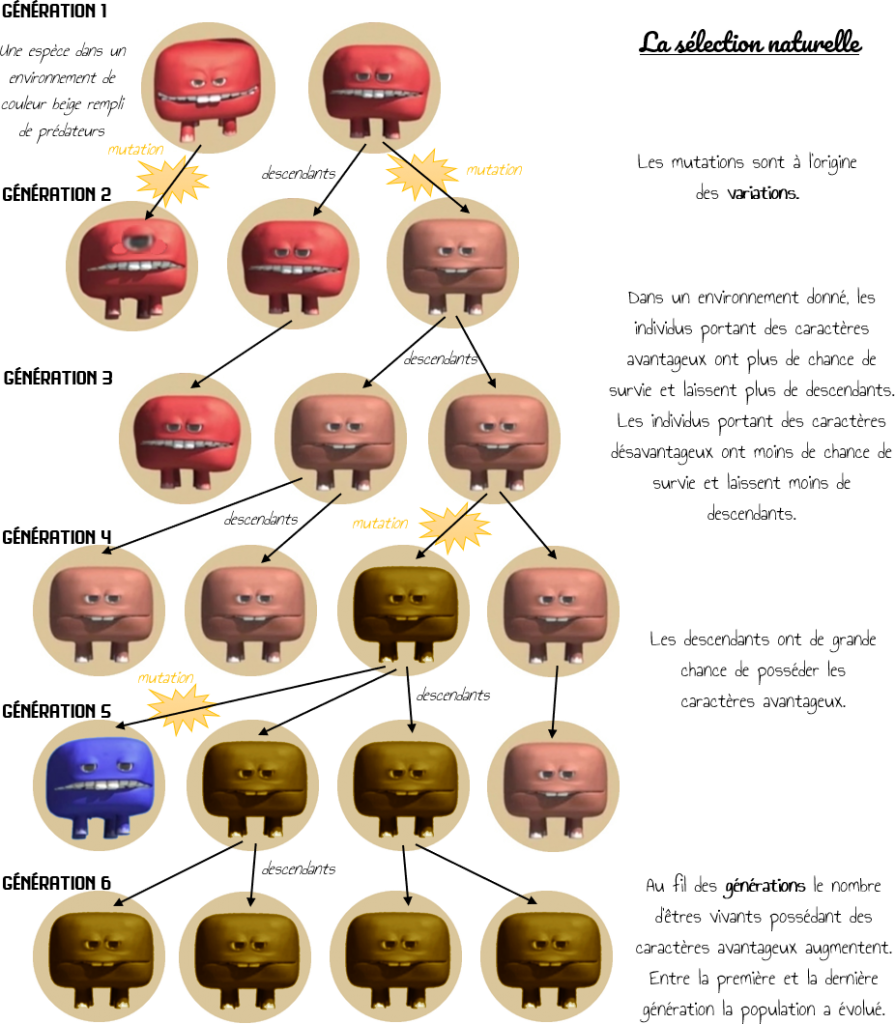 Séquence 4 : L’évolution – César Sciences